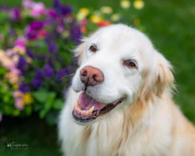 Hi Punch! Trog's Dogs Golden Retrievers