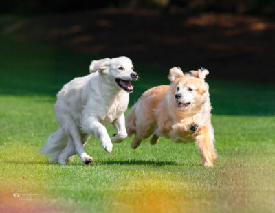 Who's the Fastest? Trog's Dogs Golden Retrievers