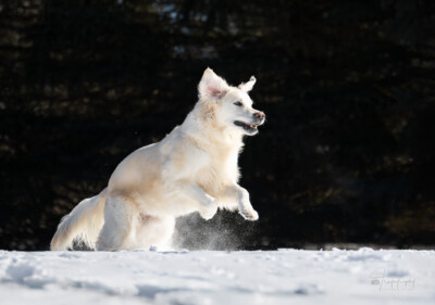 ZuZu Leaping in the Snow Trog's Dogs Golden Retrievers