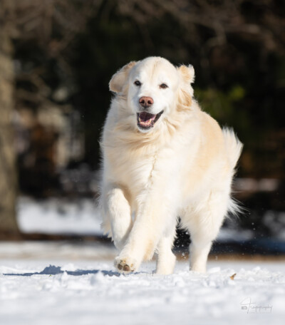 Paczki in the Snow Trog's Dogs Golden Retrievers