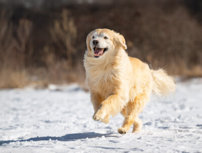 Ginger on the Run Trog's Dogs Golden Retrievers