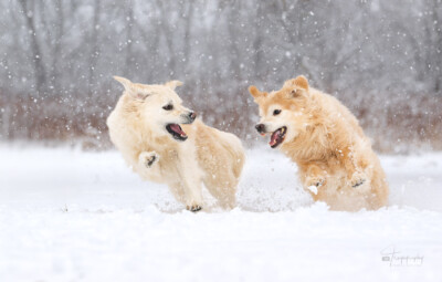 ZuZu taunting Ginger Trog's Dogs Golden Retrievers