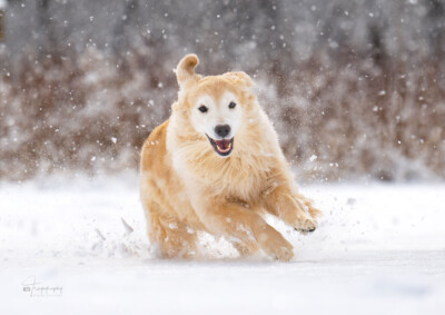 Poppin' a Gasket Trog's Dogs Golden Retrievers