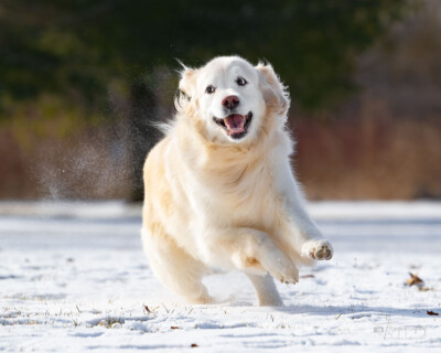 Paczki Runnin' in the Snow Trog's Dogs Golden Retrievers