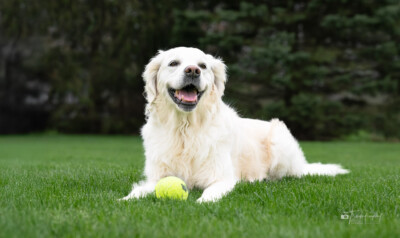 Wanna Throw the Ball? Trog's Dogs Golden Retrievers