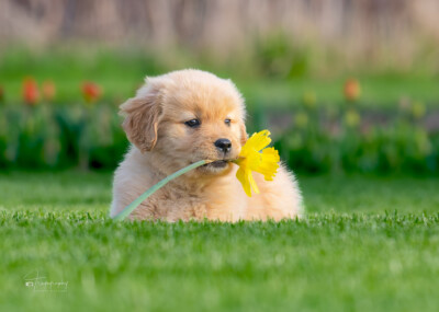 Puppin's Daffodil Trog's Dogs Golden Retrievers