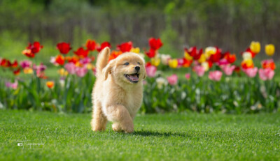 Puppins and Tulips Trog's Dogs Golden Retrievers
