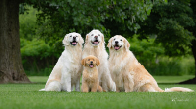 Portrait of the Pack Trog's Dogs Golden Retrievers