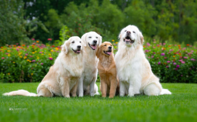 Portrait of the Pack Trog's Dogs Golden Retrievers