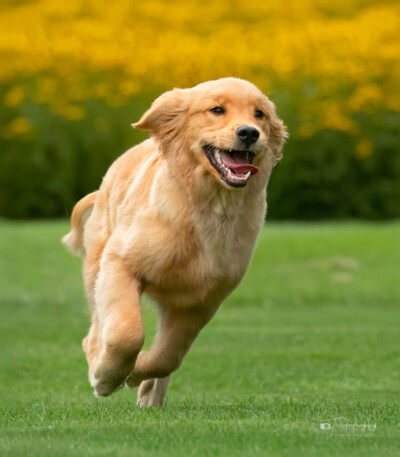 Puppins on the Run Trog's Dogs Golden Retrievers