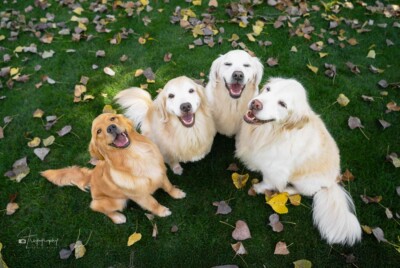 Autumn Smiles Trog's Dogs Golden Retrievers