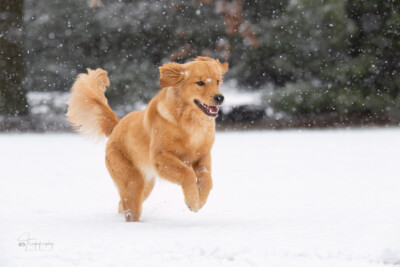 Puppins' First Snow Trog's Dogs Golden Retrievers