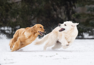 Catch Me if You Can Trog's Dogs Golden Retrievers