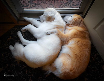 It's Time for Cuddling Trog's Dogs Golden Retrievers